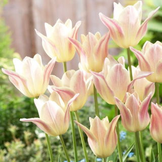 Tulipan Elegant Lady - 5 szt.