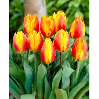 Tulipan Flair - duża paczka! - 50 szt.