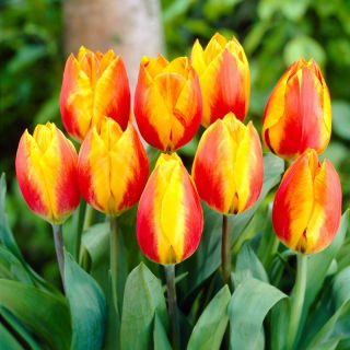 Tulipan Flair - duża paczka! - 50 szt.