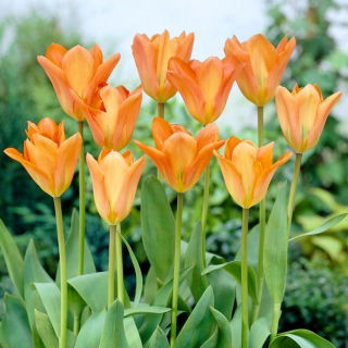 Tulipan Orange Emperor - 5 szt.