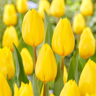 Tulipan Strong Gold - duża paczka! - 50 szt.