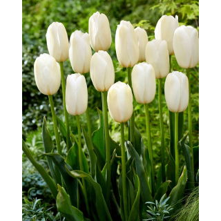 Tulipan Catharina - duża paczka! - 50 szt.
