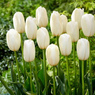 Tulipan Catharina - 5 szt.