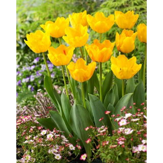 Tulipan Crystal Star - duża paczka! - 50 szt.
