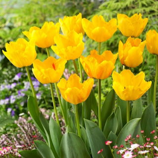 Tulipan Crystal Star - duża paczka! - 50 szt.