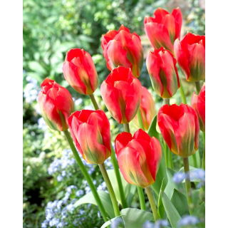 Tulipan Red Alert - 5 szt.