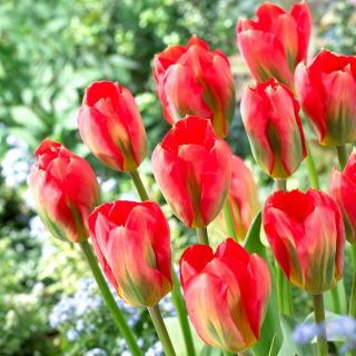 Tulipan Red Alert - 5 szt.
