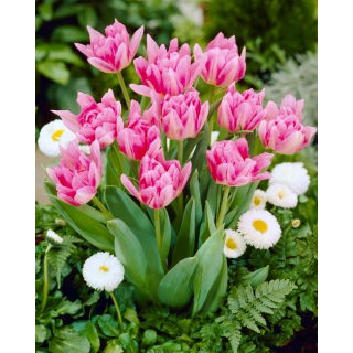 Tulipan Peach Blossom - duża paczka! - 50 szt.