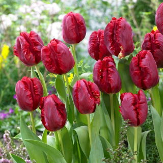 Tulipan Pioneer - duża paczka! - 50 szt.