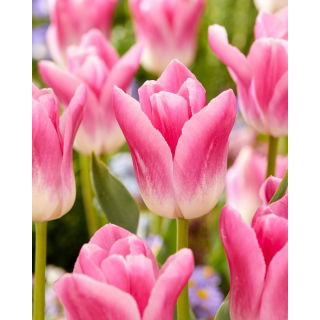 Tulipan Royal Ten - 5 szt.