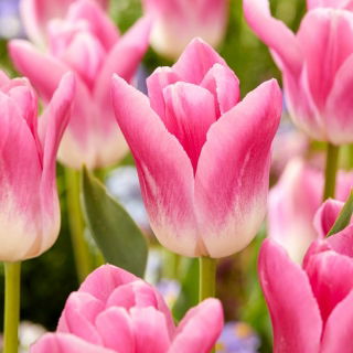 Tulipan Royal Ten - 5 szt.
