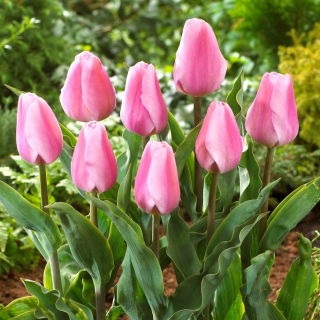 Tulipan Synaeda Amor - duża paczka! - 50 szt.