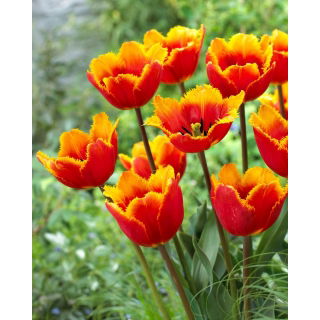 Tulipan Tiano - duża paczka! - 50 szt.