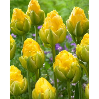 Tulipan Vanilla Coup - duża paczka! - 50 szt.