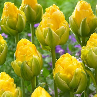 Tulipan Vanilla Coup - duża paczka! - 50 szt.