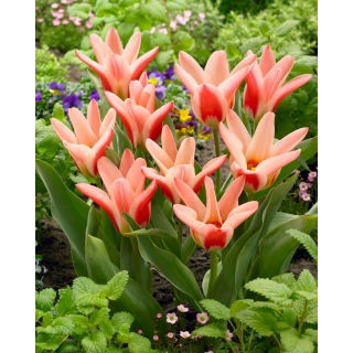 Tulipan Zombie - 5 szt.