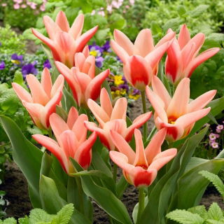 Tulipan Zombie - duża paczka! - 50 szt.