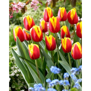 Tulipan Andre Citroen - duża paczka! - 50 szt.