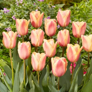 Tulipan Apricot Foxx - 5 szt.