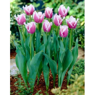 Tulipan Cummins - 5 szt.