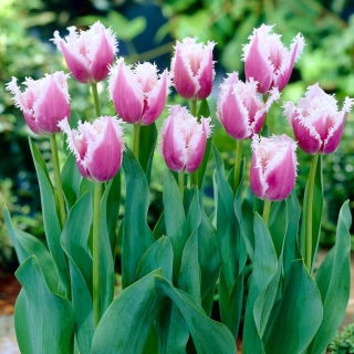 Tulipan Cummins - 5 szt.