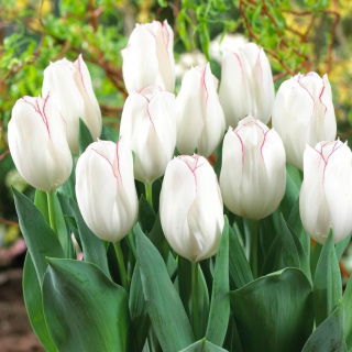 Tulipan Diamond Jubilee - duża paczka! - 50 szt.