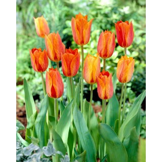 Tulipan El Nino - duża paczka! - 50 szt.
