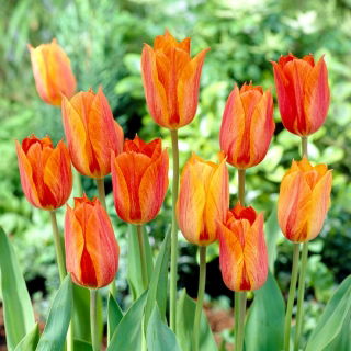 Tulipan El Nino - duża paczka! - 50 szt.