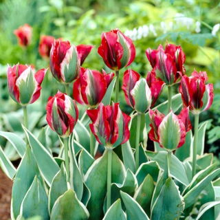 Tulipan Esperanto - 5 szt.