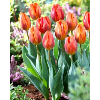 Tulipan Hermitage - duża paczka! - 50 szt.