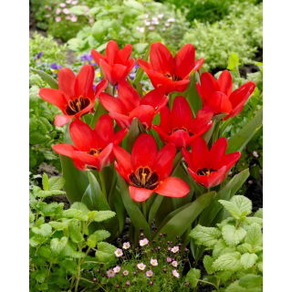 Tulipan Job's Memory - duża paczka! - 50 szt.