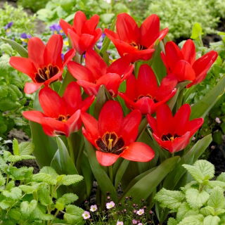 Tulipan Job's Memory - 5 szt.