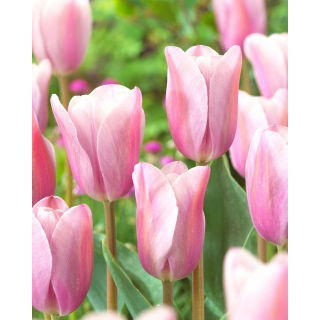 Tulipan Mistress Mystic - duża paczka! - 50 szt.