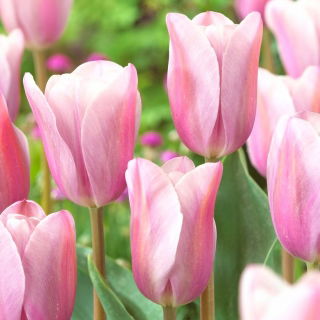 Tulipan Mistress Mystic - 5 szt.