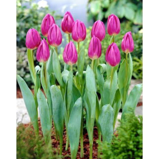 Tulipan Purple Flag - duża paczka! - 50 szt.
