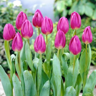 Tulipan Purple Flag - duża paczka! - 50 szt.