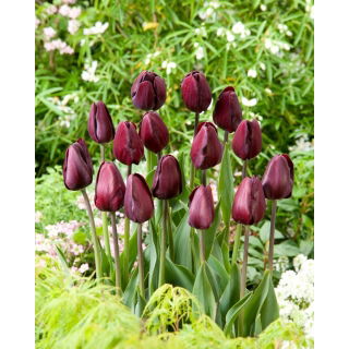Tulipan Black Bean - 5 szt.