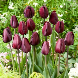 Tulipan Black Bean - duża paczka! - 50 szt.