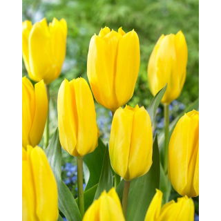 Tulipan Candela - 5 szt.