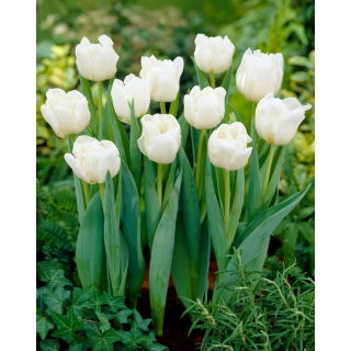 Tulipan Mondial - duża paczka! - 50 szt.