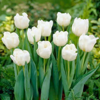 Tulipan Mondial - duża paczka! - 50 szt.