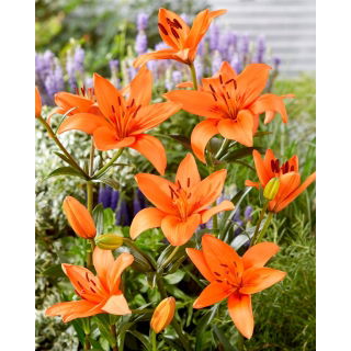 Lilia - Orange Summer
