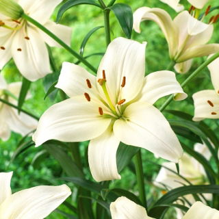 Lilia - Pearl White