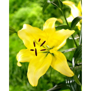 Lilia - Yellow Power