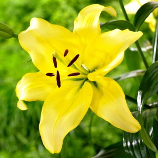 Lilia - Yellow Power