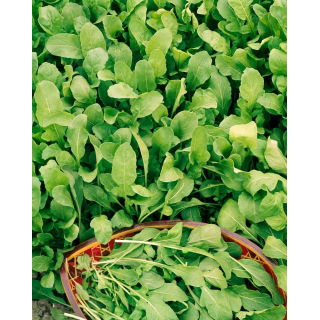 Baby Leaf - Rukola