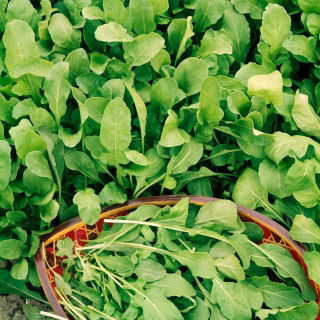 Baby Leaf - Rukola