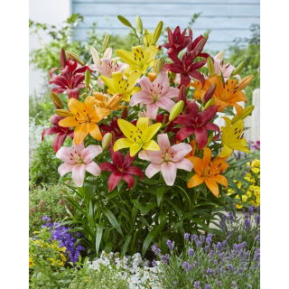 Lilia mix - 30 szt