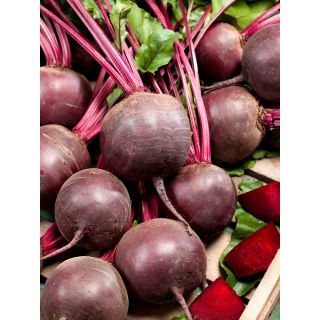 Burak ćwikłowy Czerwona Kula - NASIONA OTOCZKOWANE