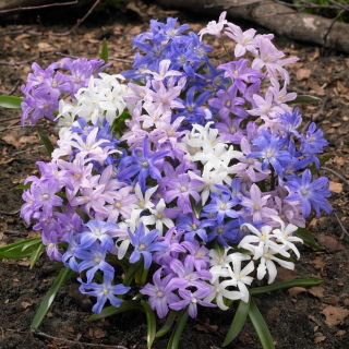 Śnieżnik lśniący mix - Chionodoxa luciliae mix - 10 szt.